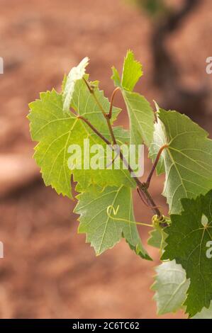 Vertical image of a shoot (stem or branch of the vine vine) where the leaves, tendrils and clusters are Stock Photo