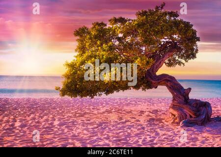 Beautiful windblown Divi Divi tree on Eagle Beach in Aruba at sunset. Stock Photo