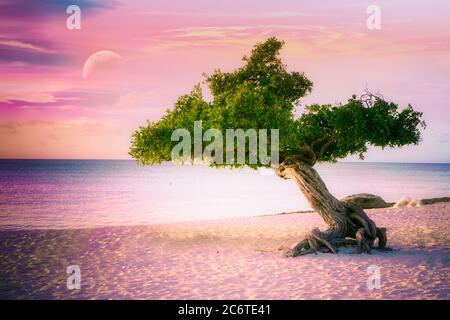 Beautiful windblown Divi Divi tree on Eagle Beach in Aruba at sunset. Stock Photo