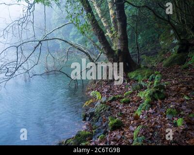Bank of Lagoa do Congro volcanic lake in mysterious green rainforest in Sao Miguel island, misty trees, stones and moss Azores, Portugal, winter Stock Photo