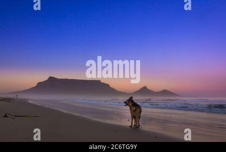 German Shepherd dog playing on the beach at sunrise With Table Mountain in background, Cape Town, South Africa Stock Photo