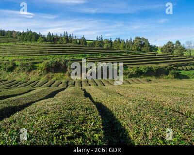 View on tea plantation rows at tea factory Cha Gorreana with green trees and blue sky background. The oldest, and only, tea plantation in Europe Stock Photo