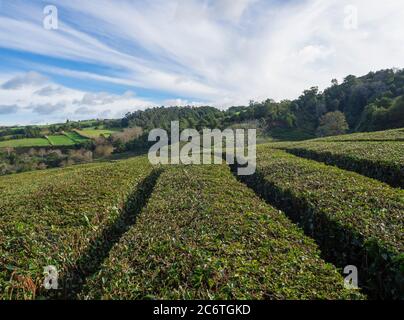 View on tea plantation rows at tea factory Cha Gorreana with green trees and blue sky background. The oldest, and only, tea plantation in Europe Stock Photo