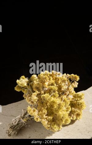 Macela, Medicinal Plant in the Mountains in Brazil Stock Photo - Alamy