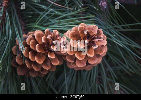Two brown conifer pine cones on branch Stock Photo