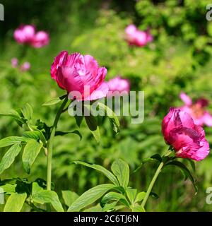 Pink red paeonia daurica flowers in green grass field bokeh Stock Photo