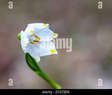 Snow white spring snowflake leucojum vernum flower Stock Photo