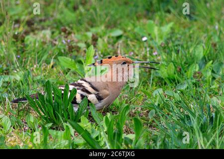 Eurasian hoopoe upupa epops bird beak bill brown green grass Stock Photo