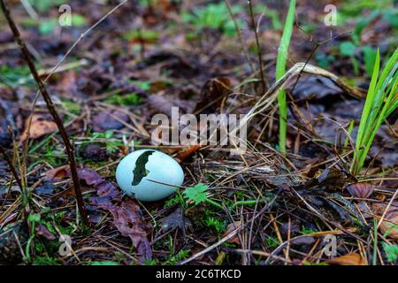 A blackbird egg, broken on the ground in late January. Stock Photo