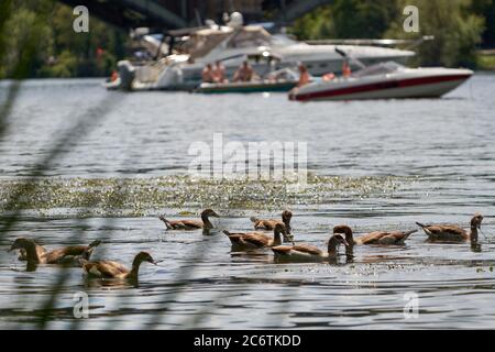 Koblenz, Germany. 12th July, 2020. Nile geese swim past pleasure boats that are anchored densely packed on the Moselle in front of the Gülser railway bridge. The summery weather lured the leisure captains onto the water. Credit: Thomas Frey/dpa/Alamy Live News Stock Photo