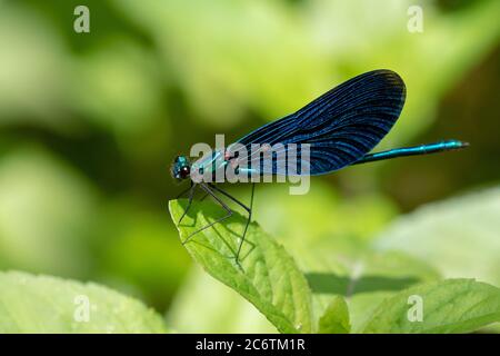 The beautiful demoiselle (Calopteryx virgo) on the vegetation in Plitvice Lakes National Park, Croatia Stock Photo