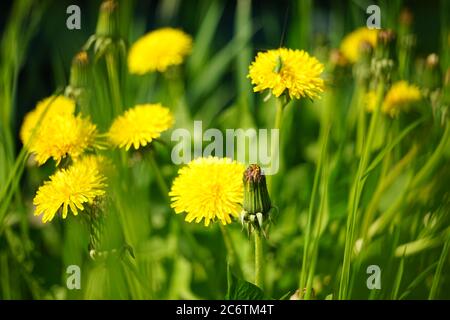 yellow dandelion flowers growing in a sunny spring field Stock Photo