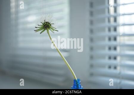 Fluffy dandelion flower in blue vase on the windowsill. Jalousie in blurred background Stock Photo