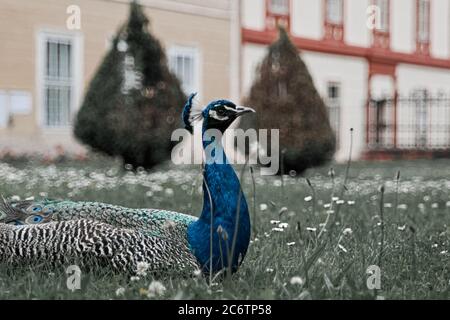 Indian peafowl, Blue peafowl, beautiful spectacular fan, portrait of beautiful peacock. Stock Photo