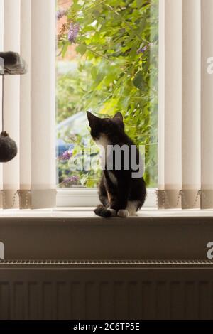 Calico/tortoiseshell kitten sitting on a windowsill, looking out of the window. Stock Photo