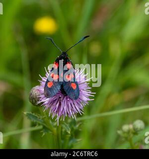 Red spotted black winged adult five-spot Burnet moth, Zygaena trifolii, feeding on creeping thistle, Cirsium arvense in a UK meadow Stock Photo