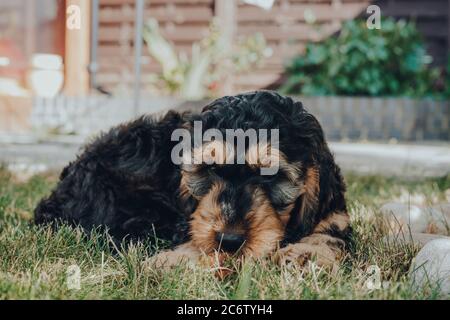 Cheeky two month old Cockapoo puppy relaxing on a grass in the garden, looking at the camera, selective focus. Stock Photo