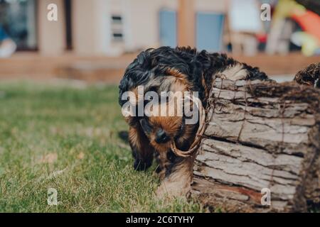 Cheeky two month old Cockapoo puppy chewing a wooden bird house in the garden, selective focus. Stock Photo