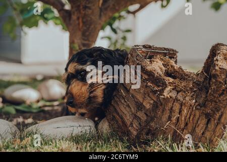 Cheeky two month old Cockapoo puppy chewing a wooden bird house in the garden, selective focus. Stock Photo