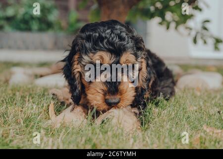 Cheeky two month old Cockapoo puppy relaxing on a grass in the garden, looking at the camera, selective focus. Stock Photo