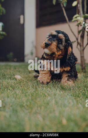 Cute two month old Cockapoo puppy in a garden, playing with a ping pong ball he stole while the owners were not looking, selective focus. Stock Photo