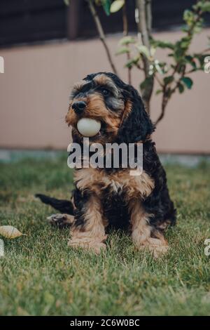 Cute two month old Cockapoo puppy in a garden, holding ping pong ball he stole while the owners were not looking in his mouth, selective focus. Stock Photo