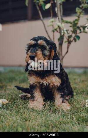 Cheeky two month old Cockapoo puppy sitting in a garden with a ball in his mouth, looking at the camera, selective focus. Stock Photo