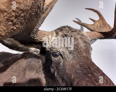 Moose, elk, alces alces. Taxidermy. Stock Photo