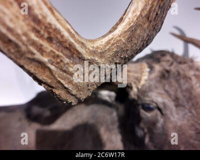 Moose, elk, alces alces. Taxidermy. Stock Photo