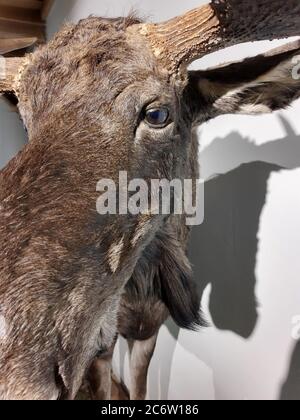 Moose, elk, alces alces. Taxidermy. Stock Photo