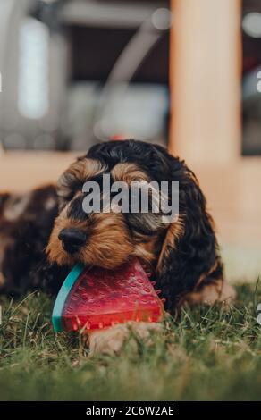 Cute two month old Cockapoo puppy playing with a watermelon slice-shaped chewy toy in a garden, selective focus. Stock Photo
