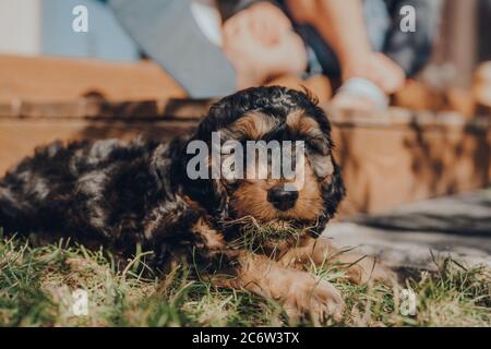 Cute two month old Cockapoo puppy caught eating grass in the garden, looking at the camera, selective focus on the eyes. Stock Photo