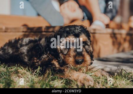 Cheeky two month old Cockapoo puppy caught eating grass in the garden, guilty look to the side, selective focus on the eyes. Stock Photo