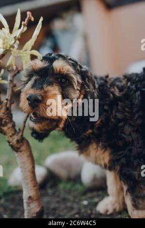 Cute two month old Cockapoo puppy caught chewing a branch of a small plant in the garden, looking at the camera, selective focus on the nose. Stock Photo