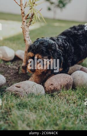 Cute two month old Cockapoo puppy digging the ground under a small tree in the garden, selective focus. Stock Photo