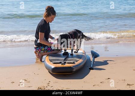 Dog training - Cocker Spaniel dog learns to paddleboard at Poole, Dorset UK on warm sunny day in July Stock Photo