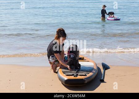 Dog training - Cocker Spaniel and Cavalier King Charles Spaniel dog, learn to paddleboard at Poole, Dorset UK on warm sunny day in July Stock Photo