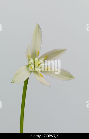 Isolated geometrical flower Star-of-Bethlehem, Grass Lily, Nap-at-Noon, Eleven-o'clock Lady, scientific name Ornithogalum umbellatum Stock Photo