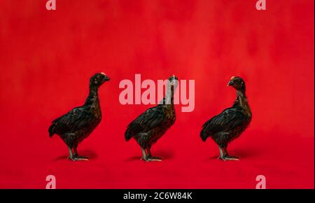 Three Black Chicken stands on the row in front of red cloth background. Stock Photo