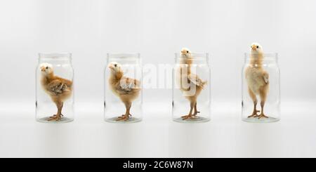 Isolated 4 baby teenager Chicken (Rhode Island Red) in a Glass Jar with difference action under studio light white background. Stock Photo