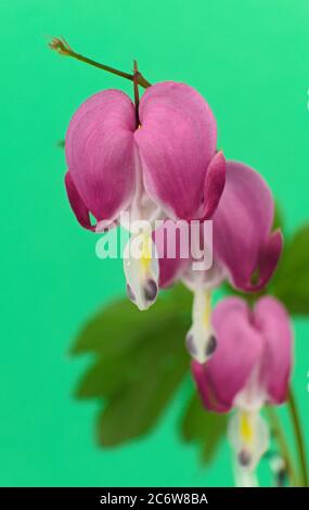 Pink flower known as Bleeding heart on a teal background, Lamprocapnos spectabilis Stock Photo