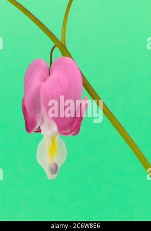 Pink flower known as Bleeding heart on a teal background, Lamprocapnos spectabilis Stock Photo