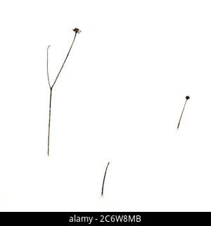 Dried plants stand against a stark white background highlighting their delicate forms and intricate details in minimalistic composition Stock Photo