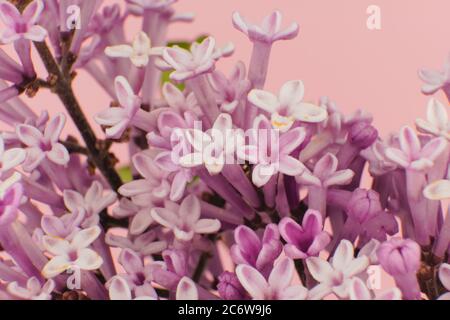 Close-up of the beautiful violet/pink flowers of the small plant Korean Lilac or Dwarf lilac, Syringa meyeri Palibin Stock Photo