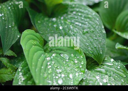 Hosta leaves with raindrops (Plaintain Lily) Stock Photo