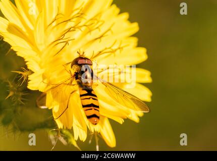 Hoverfly, Syrphoidea, perched on a flower in the British Countryside, Summer 2020 Stock Photo
