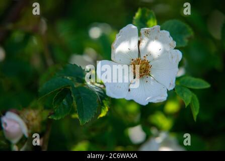 Dog Rose in flower Stock Photo