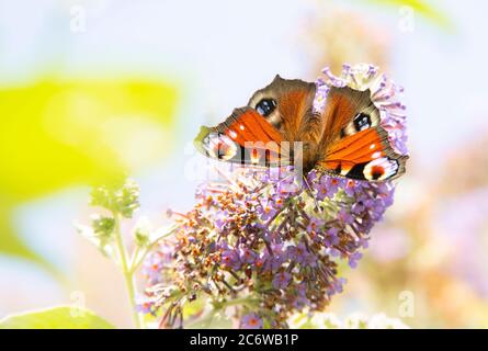 Peacock Butterfly, perched on a shrub in a British Garden, Bedfordshire, July 220