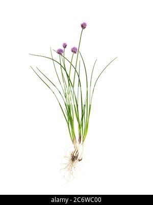 Chives (Allium schoenoprasum)  showing the structure of the entire plant -  roots, leaves, flowers - on a white background. Stock Photo