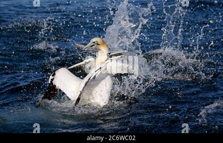 Northern gannets diving for fish in the North sea off the coast of Yorkshire Stock Photo